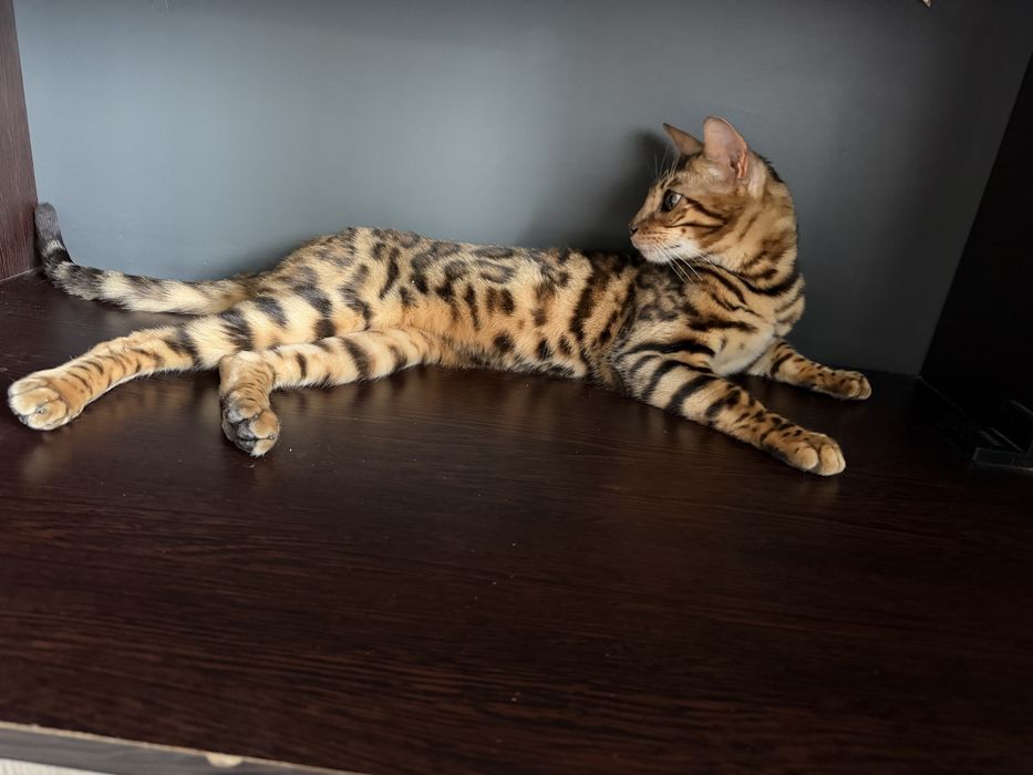 Бенгальский кот чистокровный