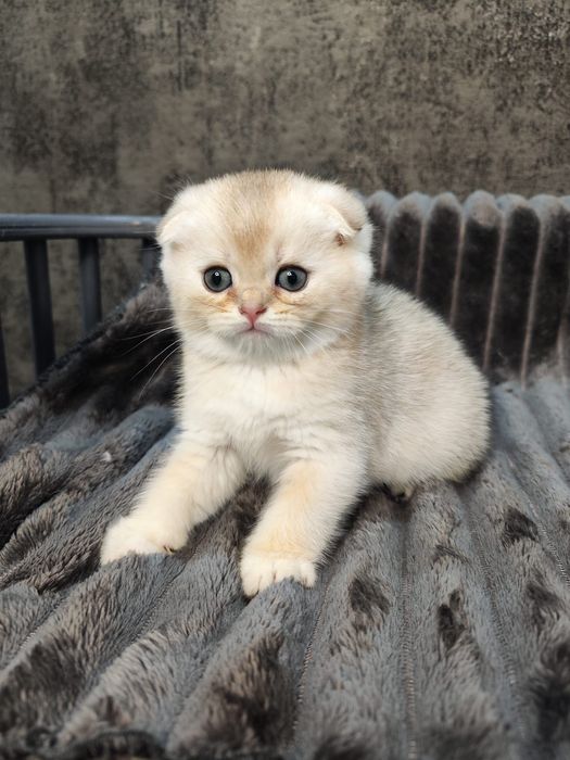 Pisoi Scottish Fold golden chinchilla