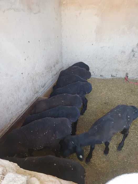 Tirik qo`ylar podasi