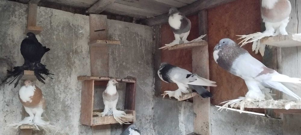 Porumbei gușați de pomerania