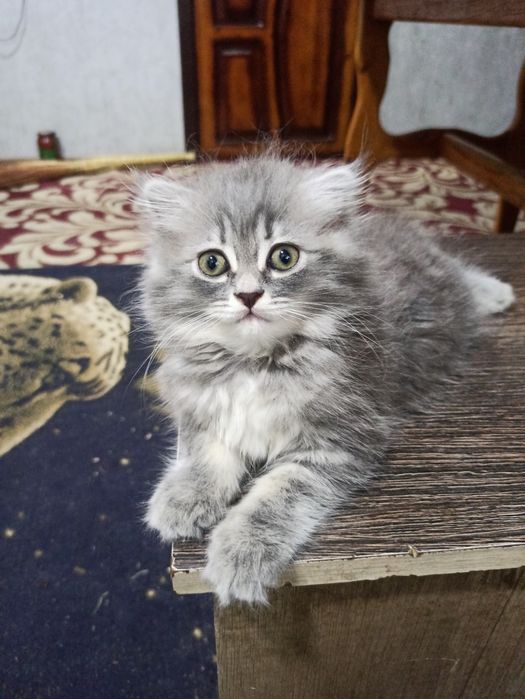 котята девочки здоровые от правильной вязки