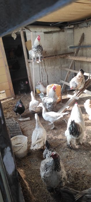 Петухи домашнее красивые