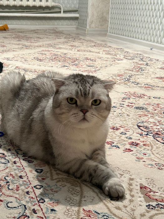 Продается Шотландский вислоухий