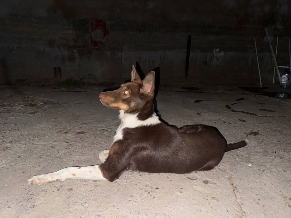 Собака отдам бесплатно
