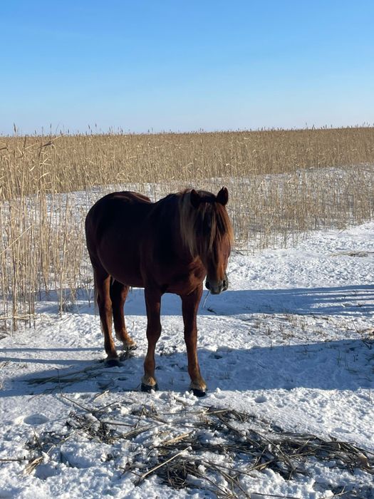 Көшім айғыр сатылады!