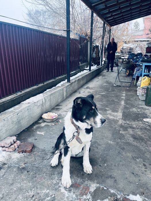 Азиятский Алабай