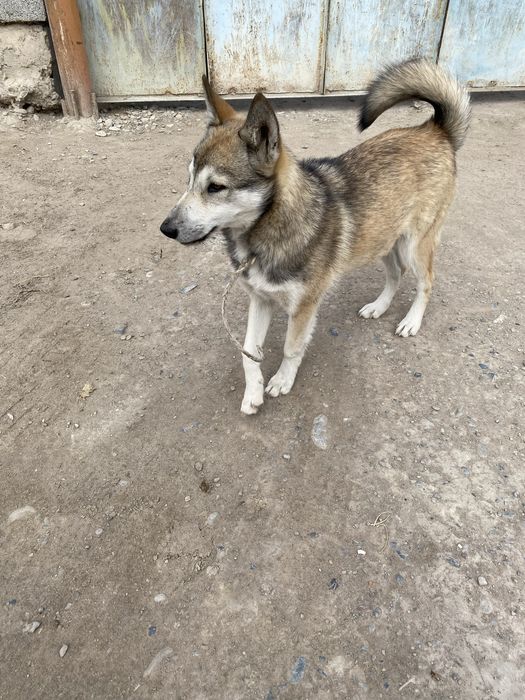 Лайка сыңарымен сатылады