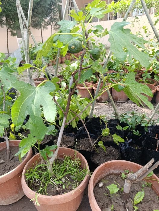 Анжир кучат инжир.. 50минг с