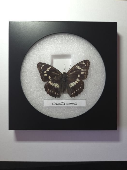 Препарирани пеперуди в рамка