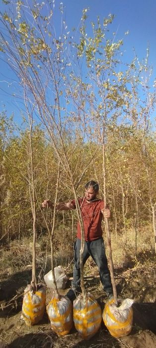 Gujum Qayragʻoch . Гужум кучат