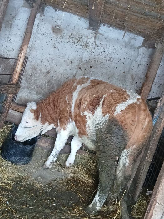 Vând junincă baltata