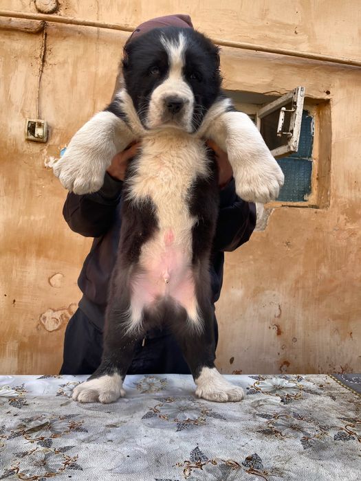 Щенок Алабая супер Гигант