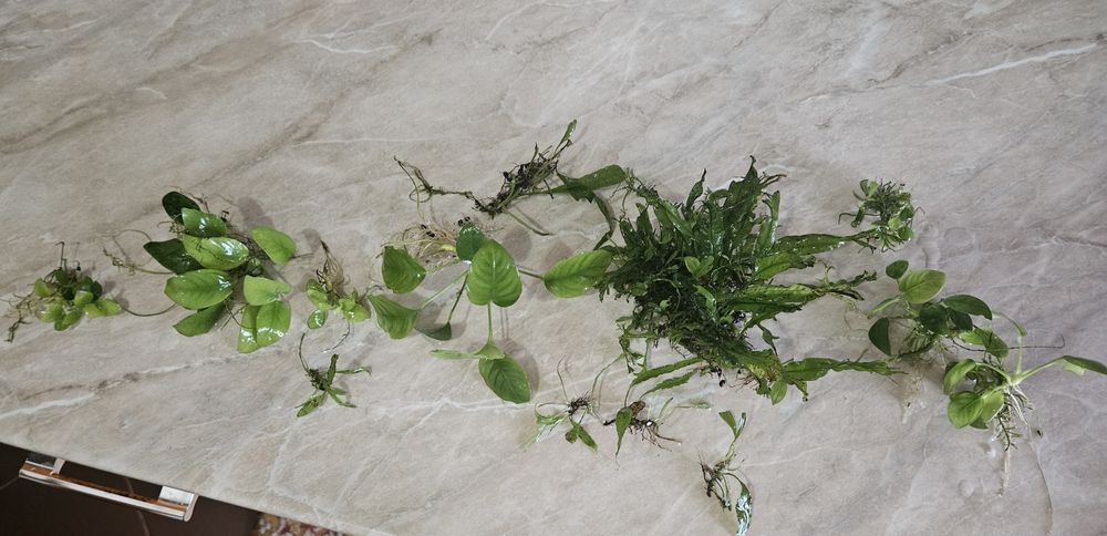Plante acvariu, anubias plus altele.