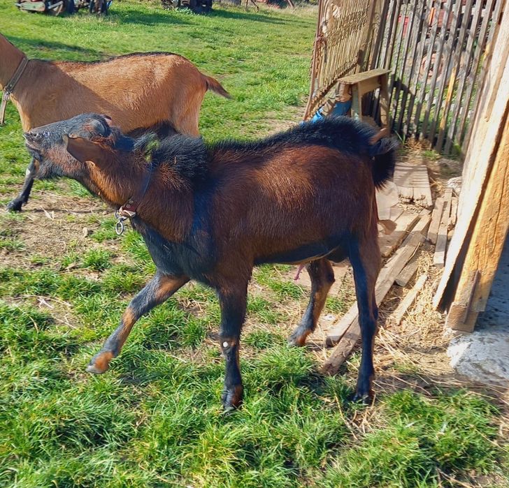 De vânzare țap alpin francez