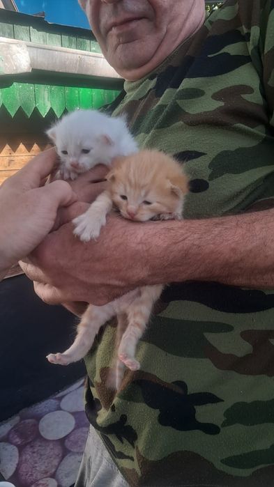 Отдам котят в хорошие руки