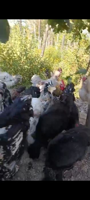 Vând rațe pitice olandeze, rațe leșești ciocolatii  și pui cu moț și barbă