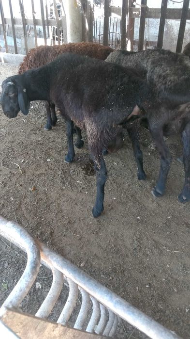 Кой баран сатылады