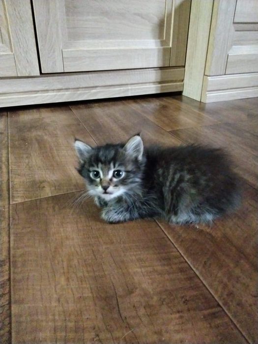 Отдам котят в добрые руки