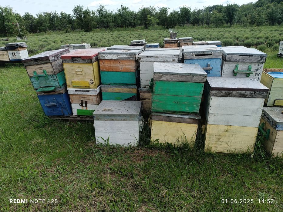 Albine ,cutii stupi ,inventar apicol,caturi,rame