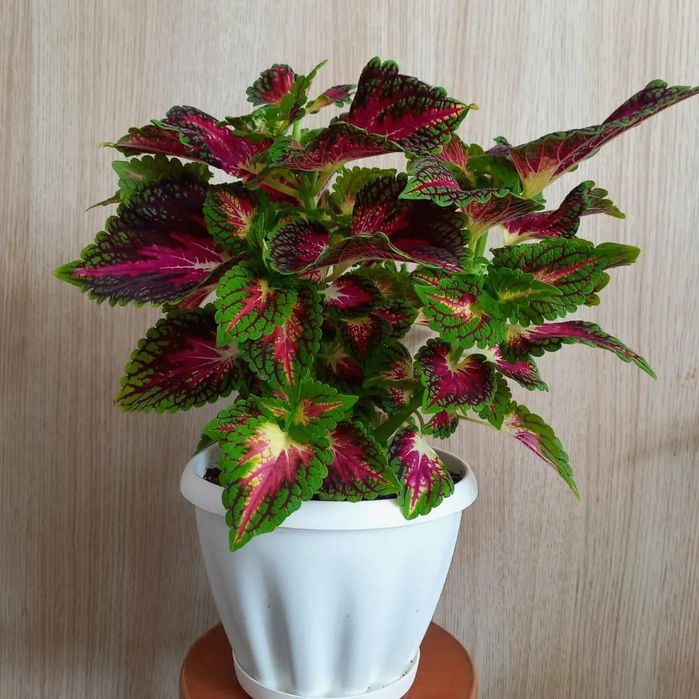 Продам горшки для цветов. Много