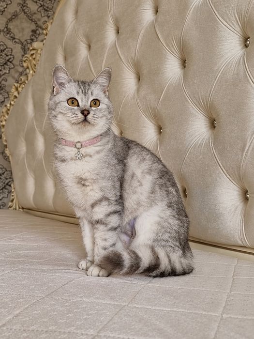 Британский котенок 6 месяцев