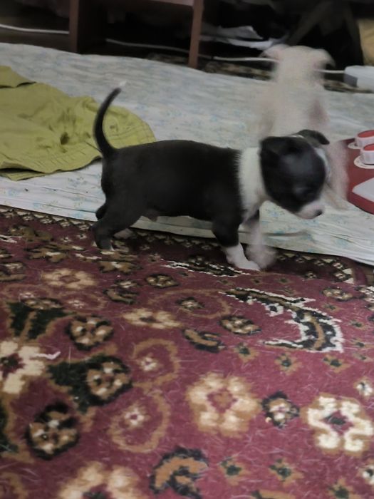 Продаются мини чихуахуа