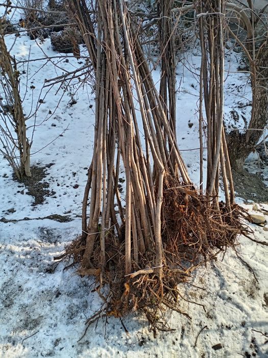 Kochat Yashil makon uchun kochatlar bor