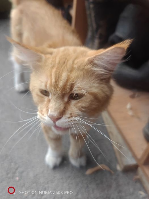 Котята Мейн Куна