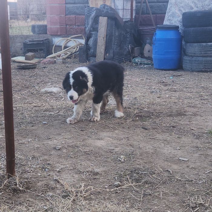 Кайнар булак дача