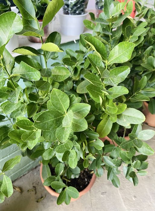 Лимон -лайм в продаже