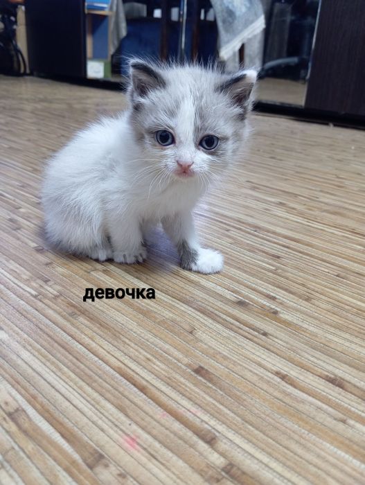 Котята в добрые руки