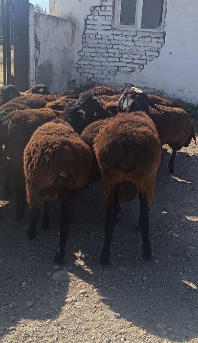 Прадам токты қошқар 26 бас