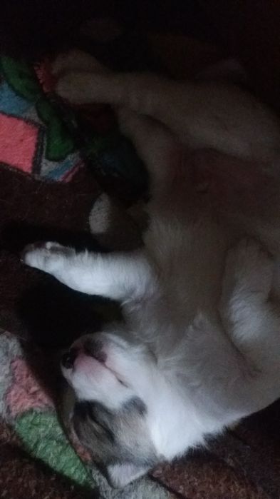 дарю щенков красивых