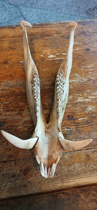 Ловен трофей от глиган