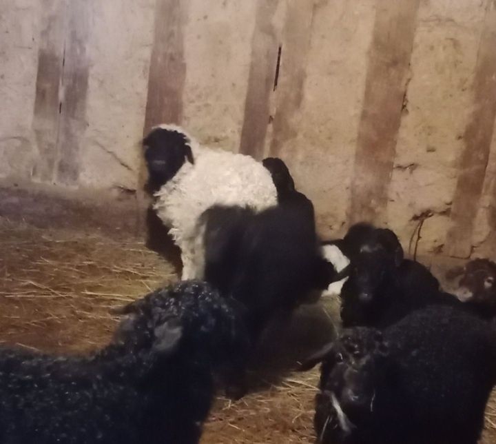 Қозылы қойлар сатылады