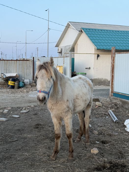 Тай сатылады 350мың