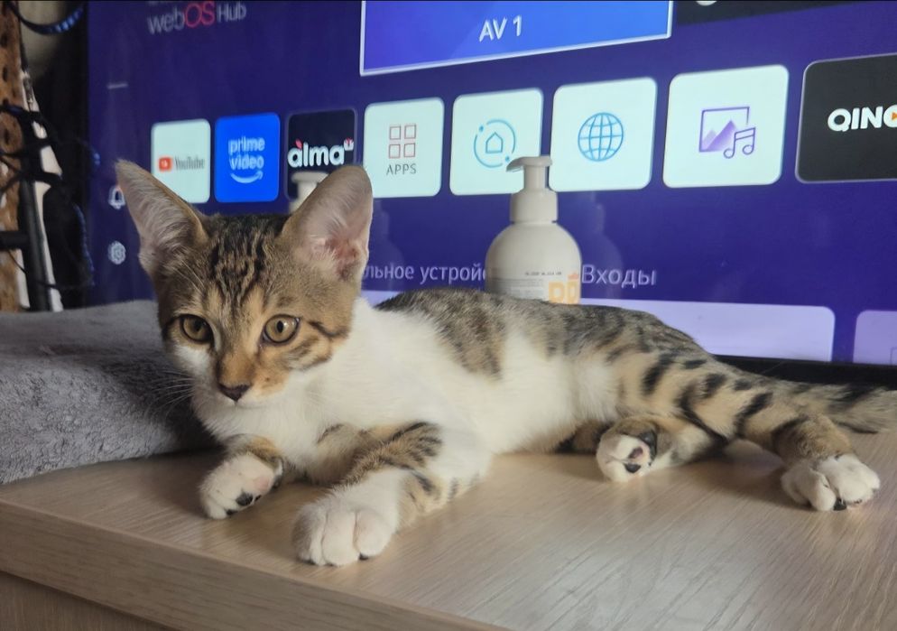 Отдаем котёнка в добрые руки