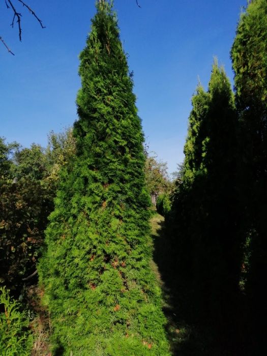 Thuja smaragd (tuia) 1 m -  2 m - plante ornamentale