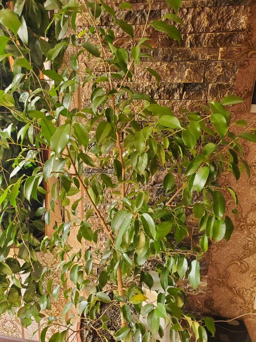 Домашние  цветы многа видов