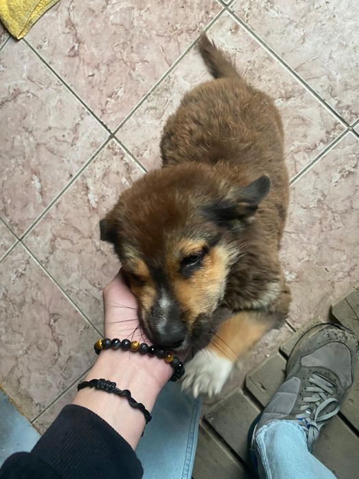 Отдам собачку девочка в добрые руки