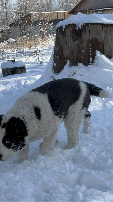 Супер тяж Алабай