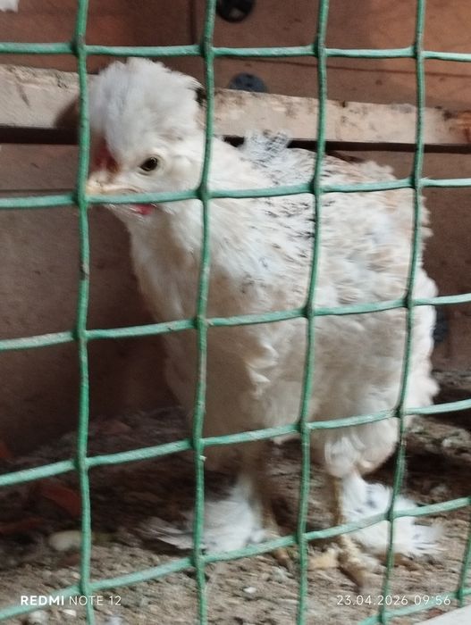 Яйцо для инкубатора