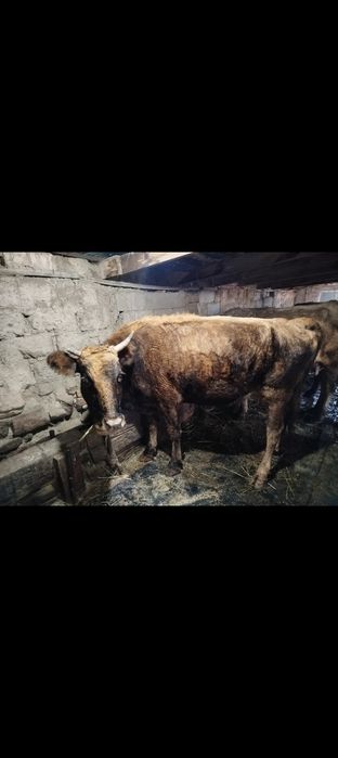 Коровы с теленками