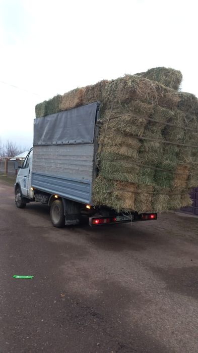 Шөп пірес жоңышқа