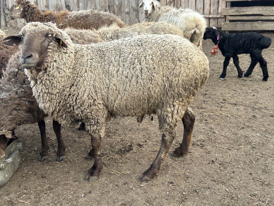 Продам.   Кошкара