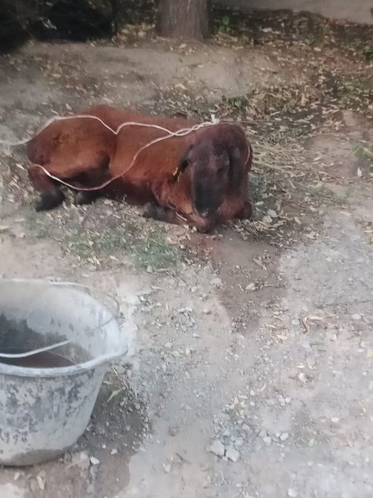 2 бас қой сатылады