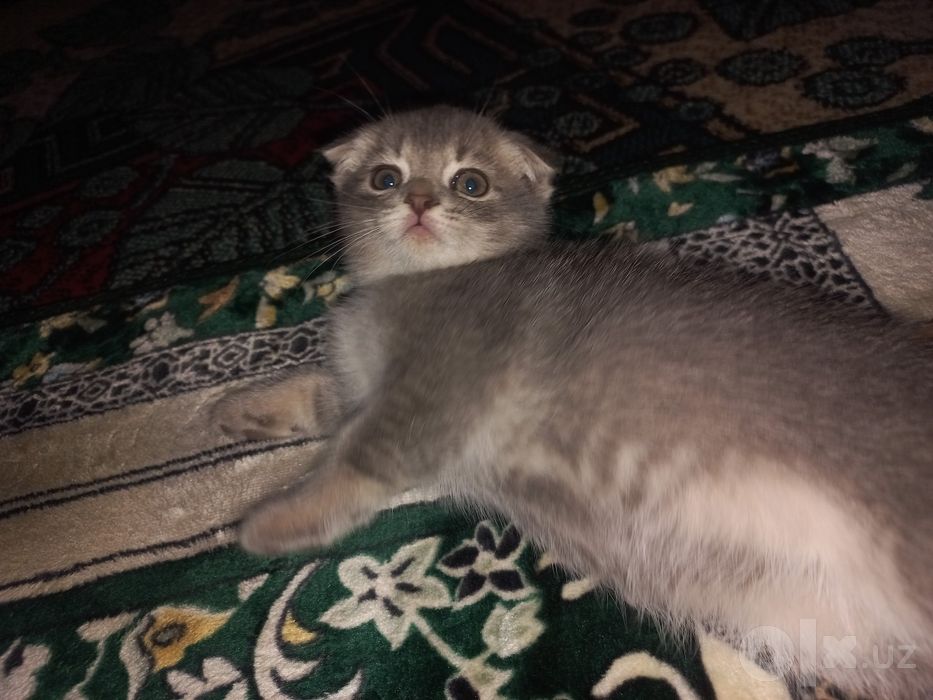 Scottish Fold, Scottish Straight
