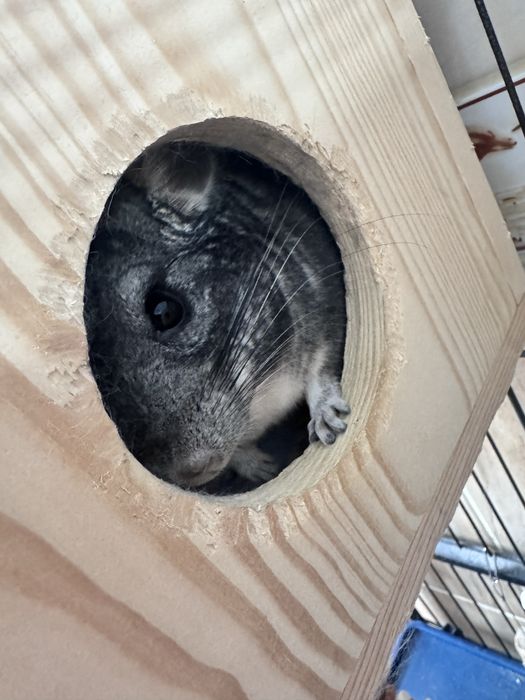 Vand chinchilla gri femela