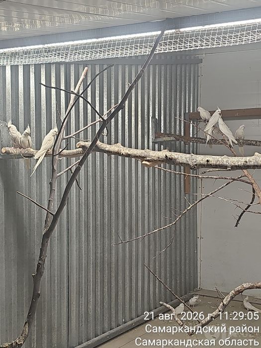 Корелла белые всех сразу