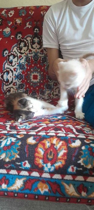 Продаются милые вислоухие котята